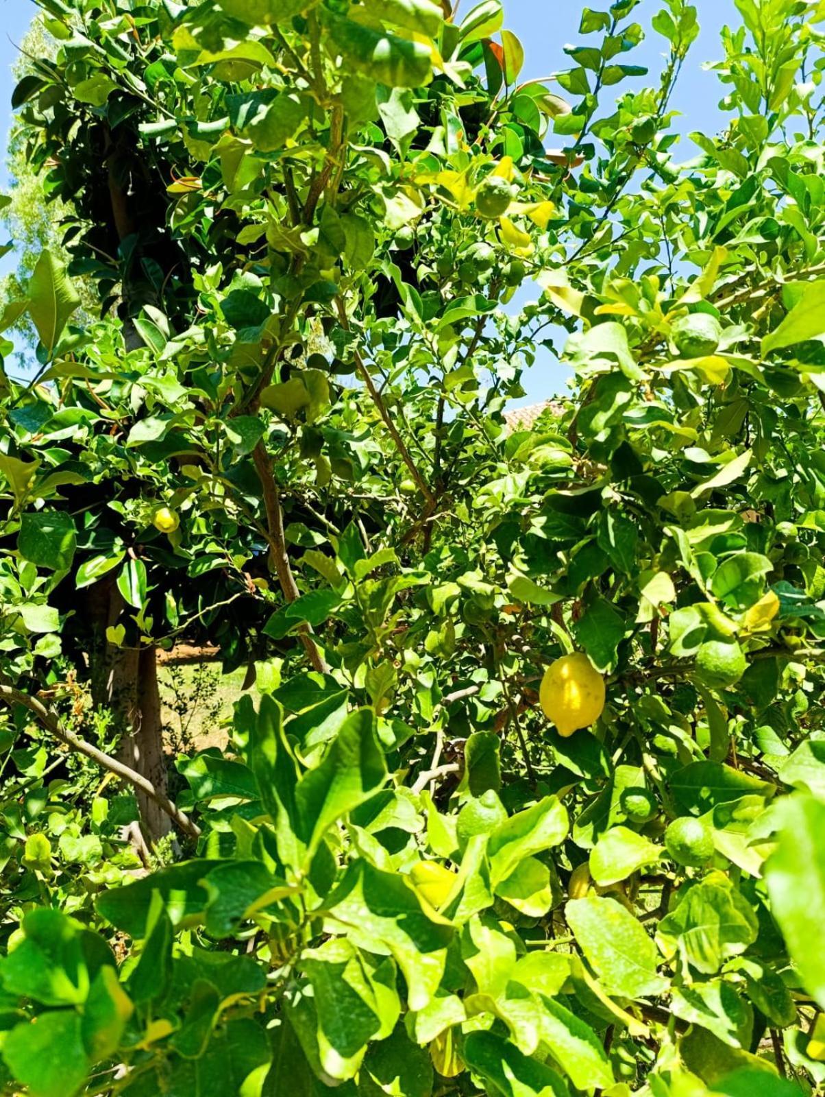 Casa In Giardino A Pochi Passi Dal Mare Villa Palermo Eksteriør billede